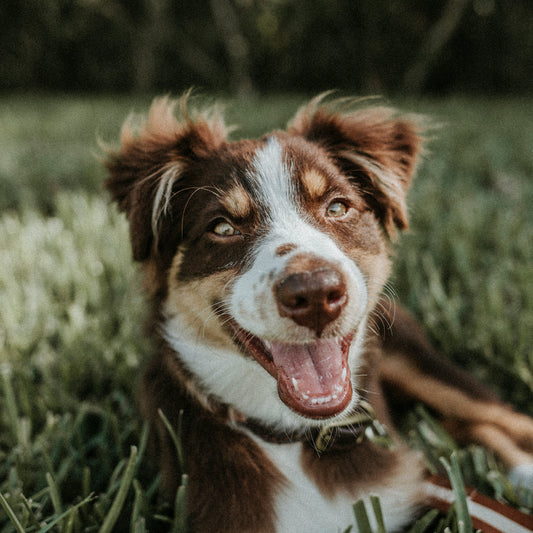 Manteniendo a Tu Amigo Peludo Saludable: La Importancia de una Dieta Equilibrada para Perros